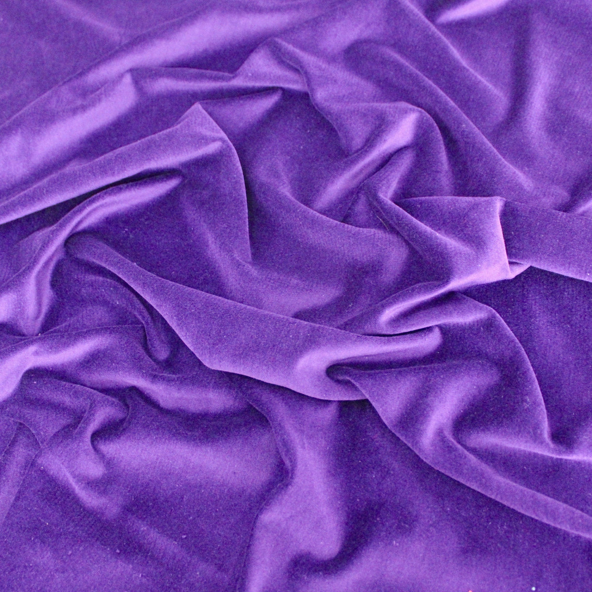 Orchid Purple