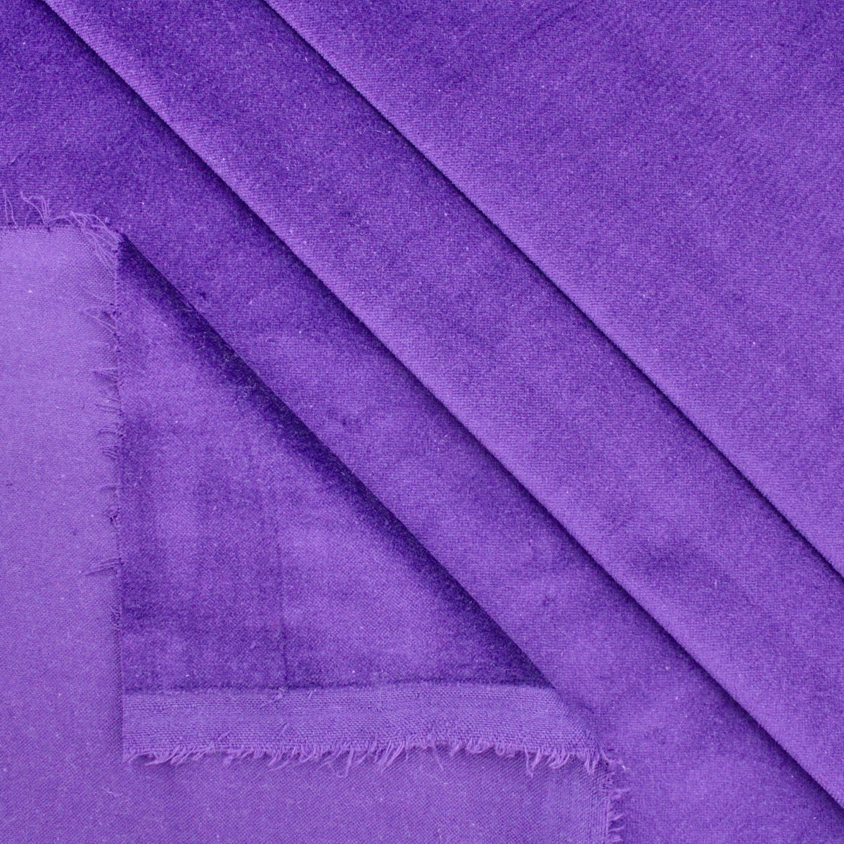 Orchid Purple