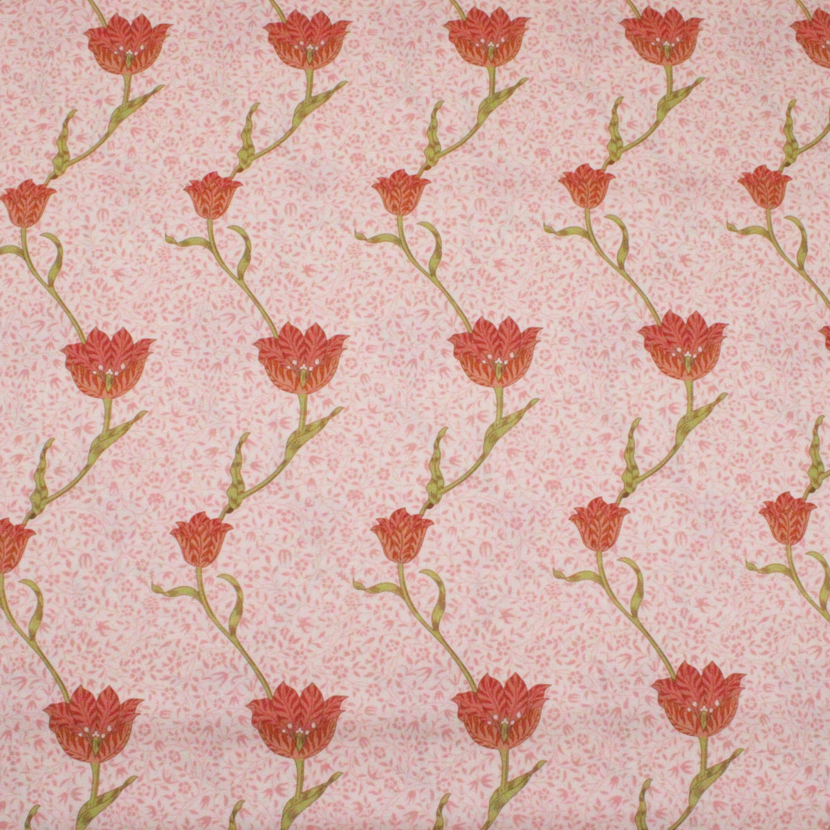 Garden Tulip