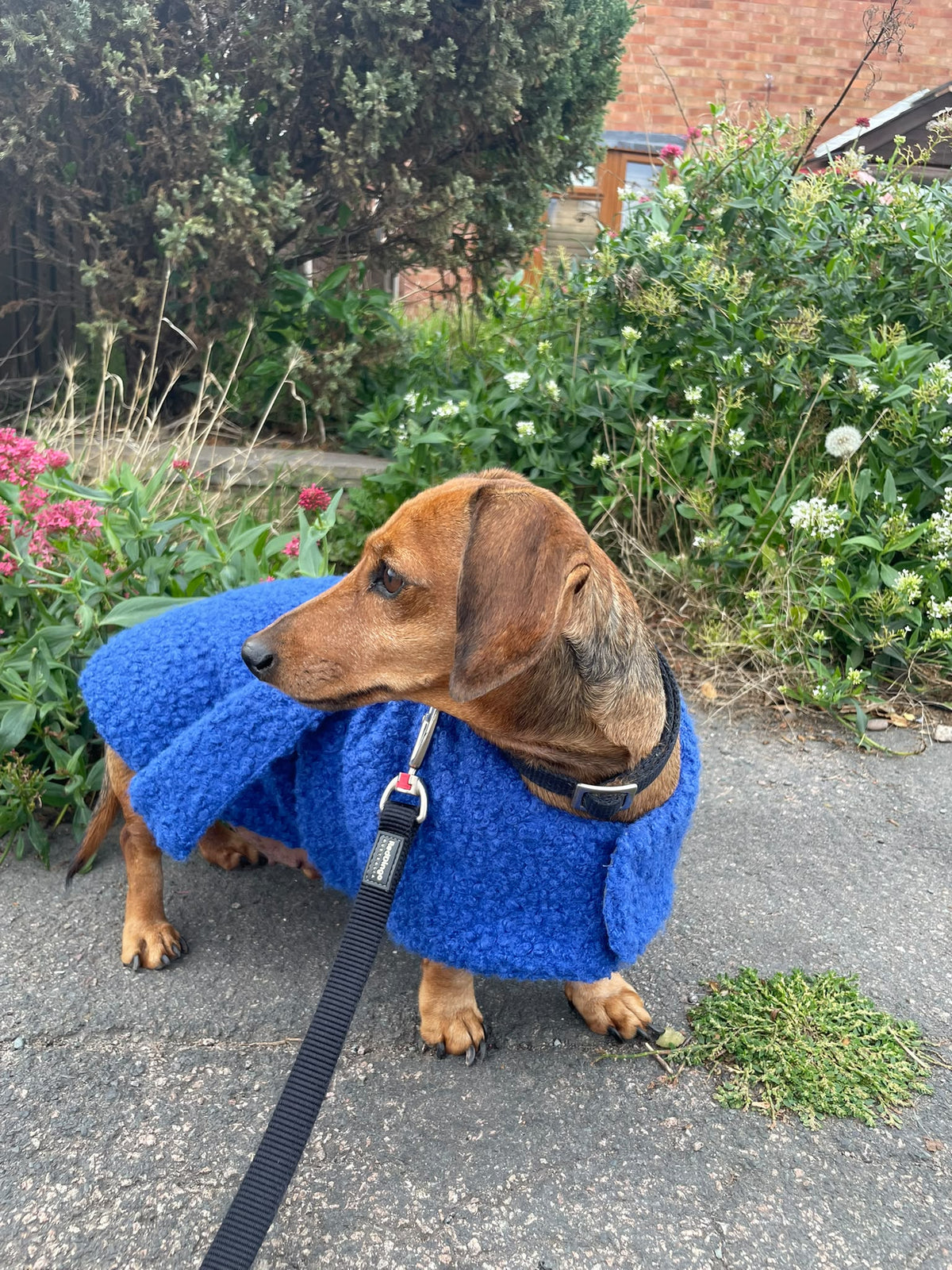 Beginner Sewing Class - Make a Dog Coat