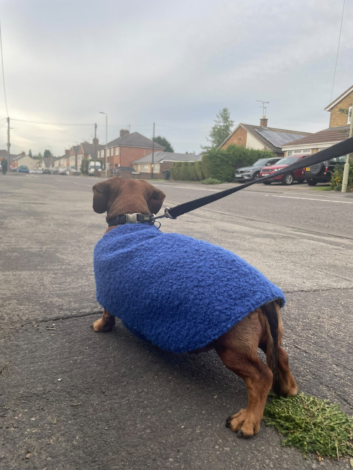 Beginner Sewing Class - Make a Dog Coat
