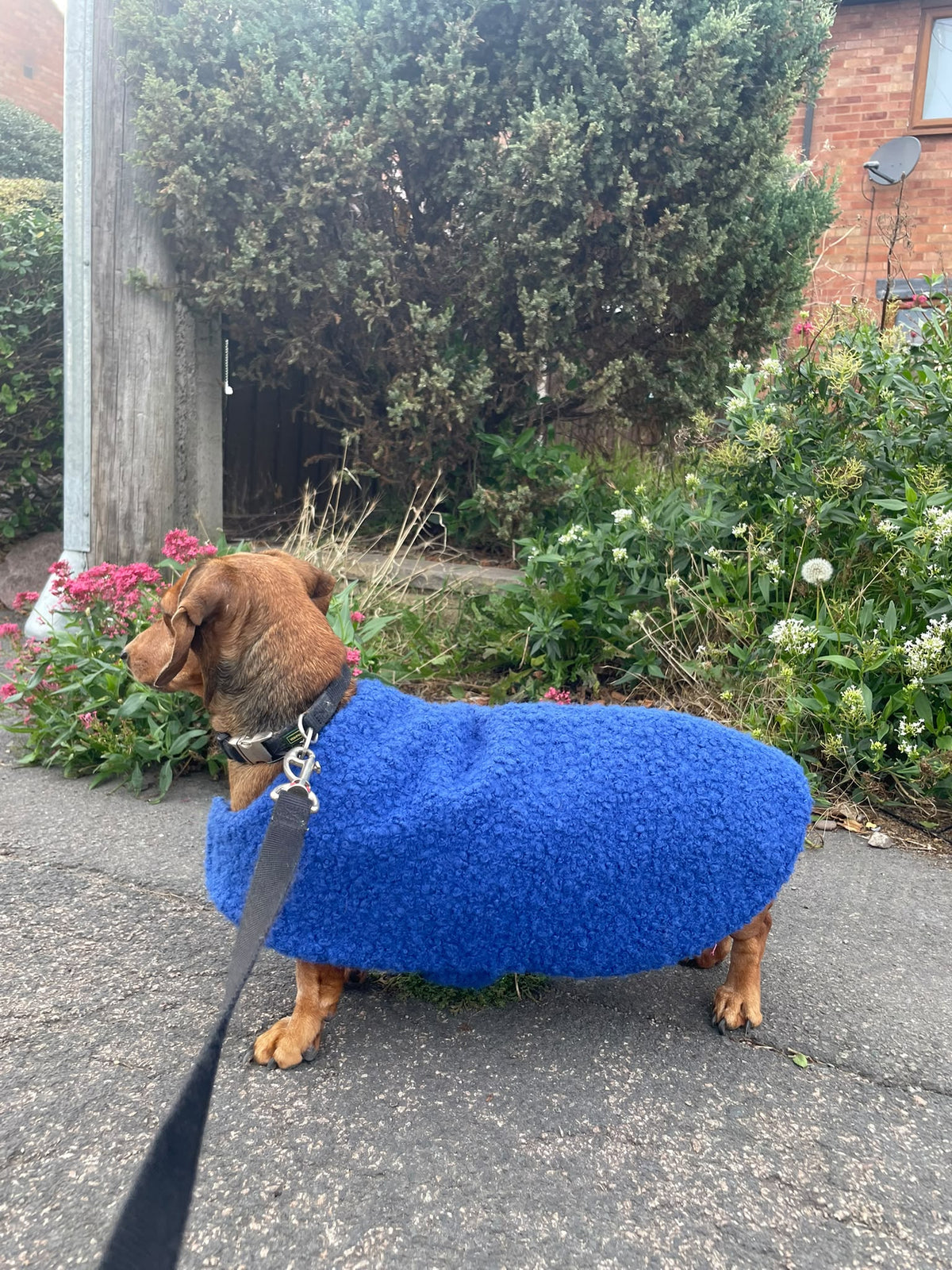 Beginner Sewing Class - Make a Dog Coat